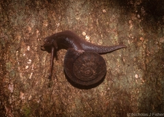 Ramogenia challengeri