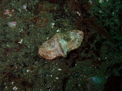 Cryptolithodes typicus