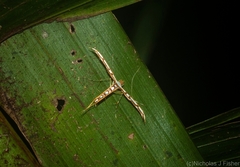 Cosmoclostis aglaodesma