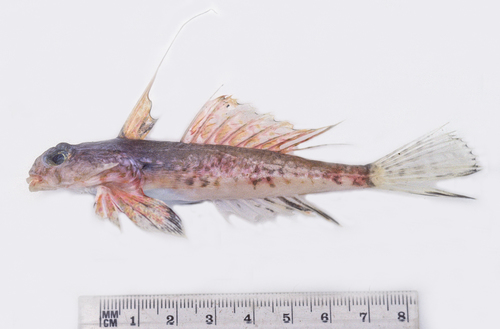 Southern dragonet (Synchiropus australis) — Callionymidae