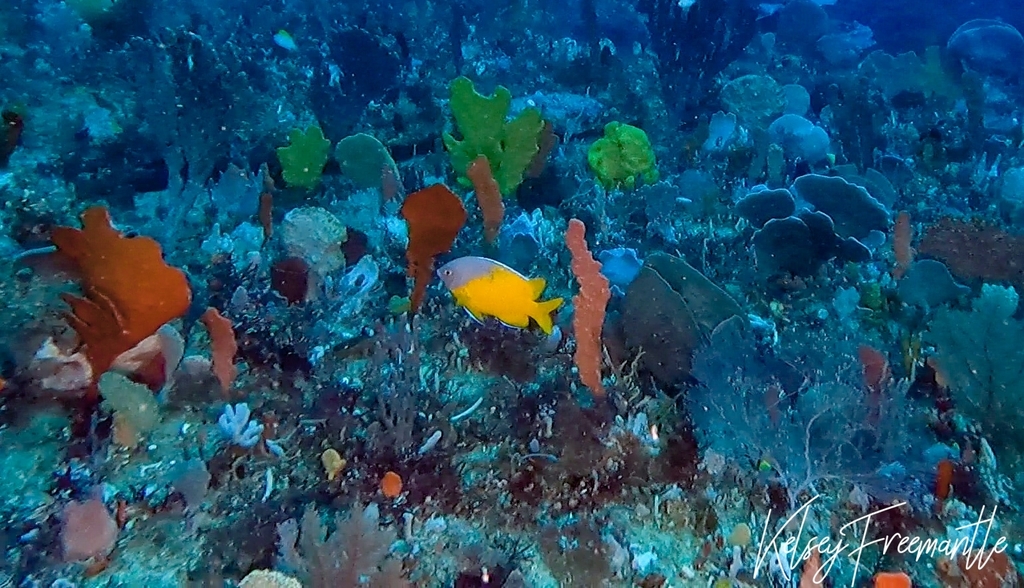 Bicolor scalyfin (Parma bicolor) — Pomacentridae