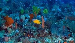 Parma bicolor