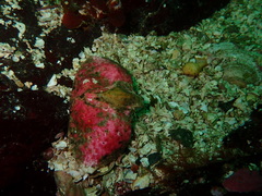 Cryptolithodes typicus