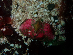 Cryptolithodes typicus