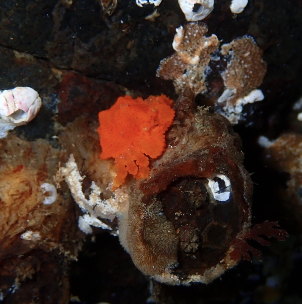 Puget Sound King Crab from Nanaimo, BC, Canada on January 16, 2022 at