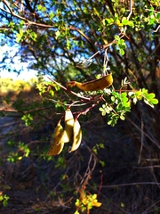 Fabaceae