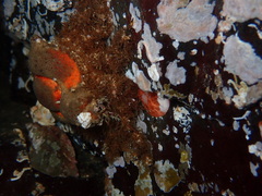 Rhinolithodes wosnessenskii