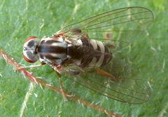 Polyporivora picta