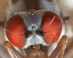 Polyporivora picta