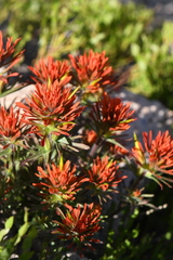 Castilleja covilleana