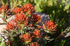 Castilleja covilleana