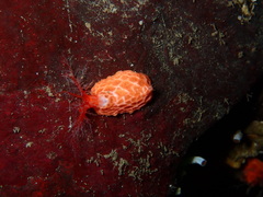 Psolus chitonoides
