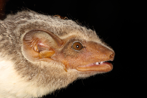 Mauritian Tomb Bat