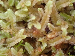 Heteroscyphus ciliatus
