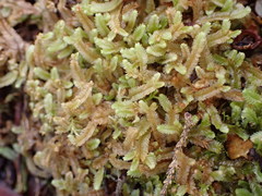 Heteroscyphus ciliatus