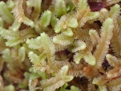Heteroscyphus ciliatus