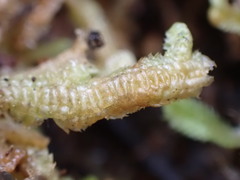 Heteroscyphus ciliatus