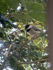 Poecile carolinensis