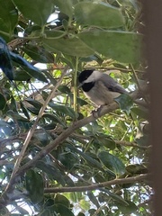 Poecile carolinensis