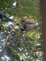 Poecile carolinensis