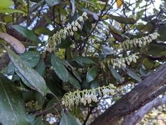 Comarostaphylis diversifolia