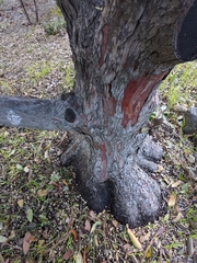 Comarostaphylis diversifolia