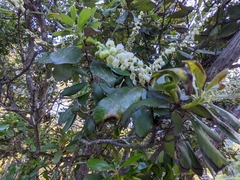 Comarostaphylis diversifolia