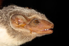 Taphozous mauritianus