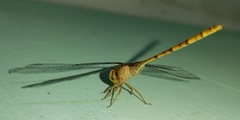Zyxomma petiolatum