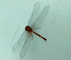 Zyxomma petiolatum