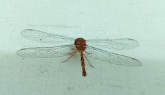 Zyxomma petiolatum