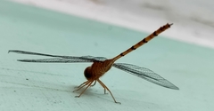 Zyxomma petiolatum