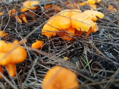 Cantharellus concinnus