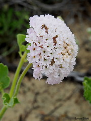 Abronia fragrans