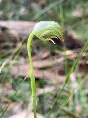 Pterostylis hispidula