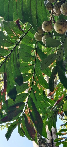 Chisocheton cumingianus observed 2021-10-30