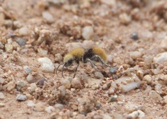 Dasymutilla eminentia