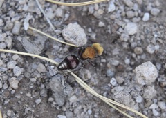 Dasymutilla snoworum