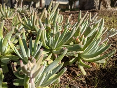 Dudleya virens hassei