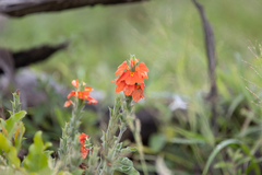 Crossandra mucronata