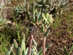 Dudleya virens hassei