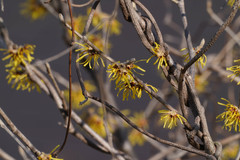 Hamamelis japonica