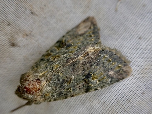 Photo of Greater Alpine Grey (Ichneutica virescens)
