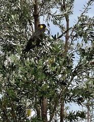 Zanda funerea funerea