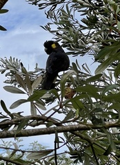 Zanda funerea funerea