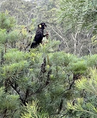 Zanda funerea funerea