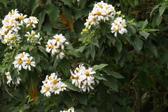 Montanoa tomentosa