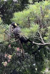 Zanda funerea funerea