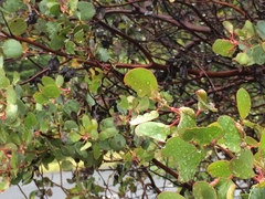 Arctostaphylos patula