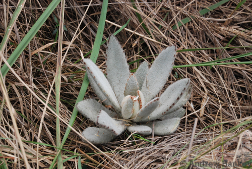 Panda Plant